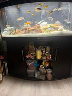 Juwel vision 450, Dieren en Toebehoren, Ophalen, Gebruikt, Gevuld zoetwateraquarium