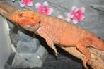 BAARDAGAMEN Bearded Dragons diverse Hypo Trans Gen-stripe, Dieren en Toebehoren, Reptielen en Amfibieën, Hagedis, Tam, 0 tot 2 jaar