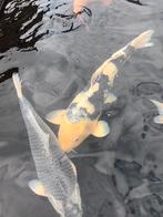 Shiro Utsuri, Dieren en Toebehoren, Vissen | Vijvervissen, Karper of Koi