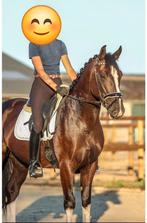 Groninger ruin tekoop, Dieren en Toebehoren, Paarden, B, Gechipt, Ruin, Dressuurpaard