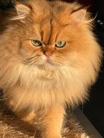 Britse langhaar dekkater