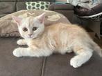 Britse brits korthaar kitten poes Creme Tabby Pikachu kitten, Dieren en Toebehoren, Katten en Kittens | Raskatten | Korthaar, Poes