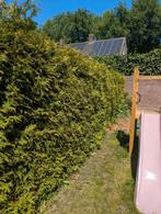 coniferen, Ophalen, Conifeer, 100 tot 250 cm