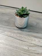 Nep vet plant ananas druifen uilen decoratie voor in huis, Huis en Inrichting, Kamerplanten, Ophalen, Halfschaduw, Minder dan 100 cm