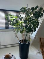 Grote Kamerplant in Pot, Ophalen, Overige soorten, Halfschaduw, In pot