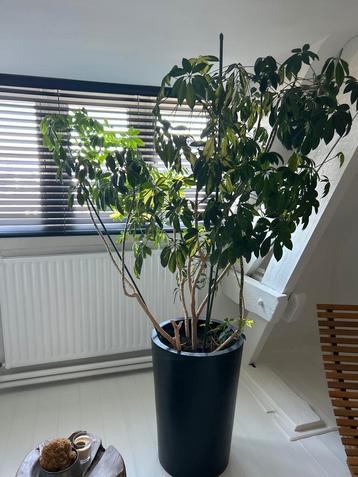 Grote Kamerplant in Pot beschikbaar voor biedingen