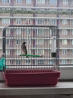 Edelzanger man 2023, Dieren en Toebehoren, Vogels | Overige Vogels, Mannelijk, Tropenvogel, Geringd