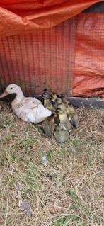 loopeend x cayuga eenden kuikens, Dieren en Toebehoren, Meerdere dieren, Eend