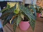 Stippenbegonia 'Double Dot', Huis en Inrichting, Kamerplanten, Ophalen, In pot, Halfschaduw, Minder dan 100 cm