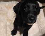 Labrador poedel pup, Dieren en Toebehoren, Honden | Retrievers, Spaniëls en Waterhonden, CDV (hondenziekte), België, Particulier