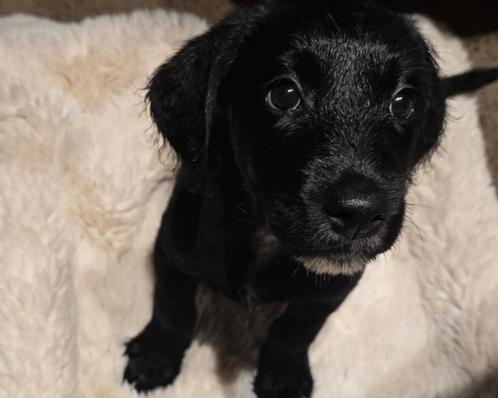Labrador poedel pup, Dieren en Toebehoren, Honden | Retrievers, Spaniëls en Waterhonden, Teef, Labrador retriever, Particulier