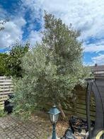 Olijfboom, Tuin en Terras, Planten | Bomen, Ophalen, Volle zon, Olijfboom, 250 tot 400 cm