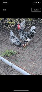Te koop broedeieren Pita pinta, Dieren en Toebehoren, Geslacht onbekend, Kip