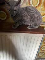 Cornish Rex poes, Dieren en Toebehoren, Katten en Kittens | Raskatten | Korthaar, Poes, Gechipt, 6 jaar of ouder