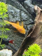Te Koop 1x man Algeneter (albino), Dieren en Toebehoren, Overige typen, Zoetwatervis