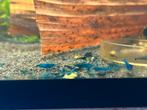 Mooie blue dream neocaridina garnalen, Dieren en Toebehoren, Kreeft, Krab of Garnaal, Zoetwatervis, Schoolvis