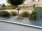 Gratis 2 mooie geote lampenpoetsersgras, Tuin en Terras, Planten | Tuinplanten, Ophalen, Overige soorten, Volle zon