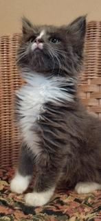 Nog 2 kittens beschikbaar van 5 mooie Maine coon kittens, Meerdere dieren, Ontwormd, 0 tot 2 jaar