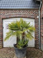 WINTERHARDE CHAMAEROPS HUMILIS PALMBOMEN, In pot, Halfschaduw, Ophalen of Verzenden, 100 tot 250 cm