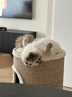 Ragdoll poes te koop, Dieren en Toebehoren, Katten en Kittens | Raskatten | Langhaar, Poes, Gechipt