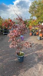 Japanse esdoorn ‘bloodgood’ 1,60/1,70 hoog, Tuin en Terras, Planten | Bomen, Ophalen, Bloeit niet, Halfschaduw, Overige soorten