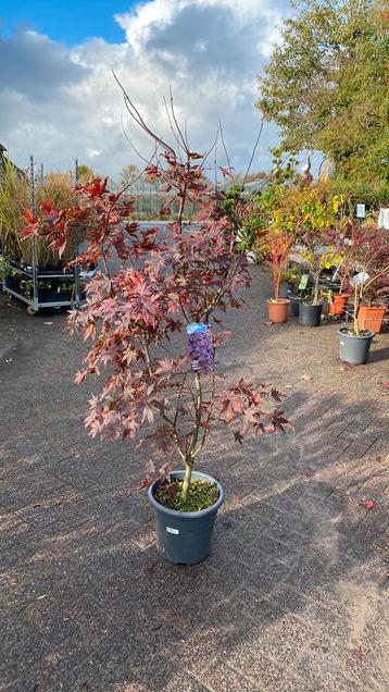 Japanse esdoorn ‘bloodgood’ 1,60/1,70 hoog beschikbaar voor biedingen