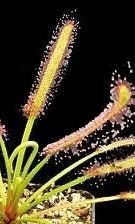 Bladstek Drosera capensis 'Large', Ophalen of Verzenden, Overige soorten, Minder dan 100 cm