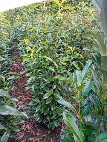 Laurier Prunus laur. Genolia smalblijvende haagplant  beschikbaar voor biedingen