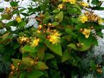 Hypericum androsaenum (mansbloed) geel heester, Ophalen, Hortensia, Struik, Minder dan 100 cm