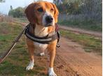 Lieve Jannes op zoek naar een lieve familie, Particulier, Rabiës (hondsdolheid), Buitenland, Eén hond
