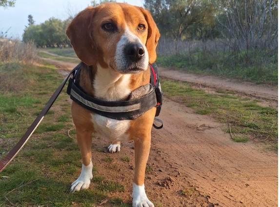 Lieve Jannes op zoek naar een lieve familie, Dieren en Toebehoren, Honden | Beagles, Bassets en Lopende honden, Reu, Overige rassen