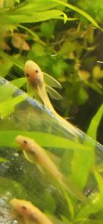 LEMON bleu eye ancistrus   Longfin en midden short, Dieren en Toebehoren, Vissen | Aquariumvissen