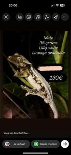 Sale! Lilly white wimpergekko man, Hagedis, Met terrarium