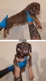 Xl bully  abkc stamboom, Rabiës (hondsdolheid), 8 tot 15 weken, Eén hond, Nederland