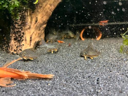 Corydoras Sterbai Kweekgroep, Dieren en Toebehoren, Vissen | Aquariumvissen
