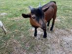 Dwerg bokje, Dieren en Toebehoren, Schapen, Geiten en Varkens, Mannelijk, Geit, 0 tot 2 jaar