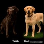 Prachtige bruin/zwarte labrador pups met stamboom, Dieren en Toebehoren, Honden | Retrievers, Spaniëls en Waterhonden, 8 tot 15 weken