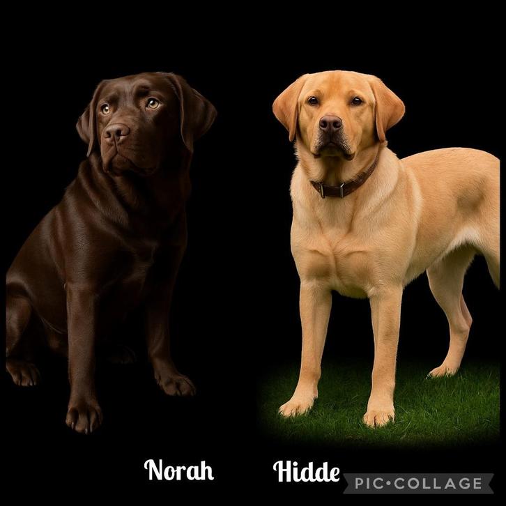 Prachtige bruin/zwarte labrador pups met stamboom, Dieren en Toebehoren, Honden | Retrievers, Spaniëls en Waterhonden, Meerdere dieren