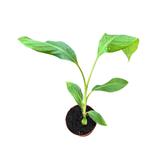 Musa aurantiaca dwerg bananenplant, Tuin en Terras, Planten | Bomen, In pot, Halfschaduw, Zomer, Overige soorten