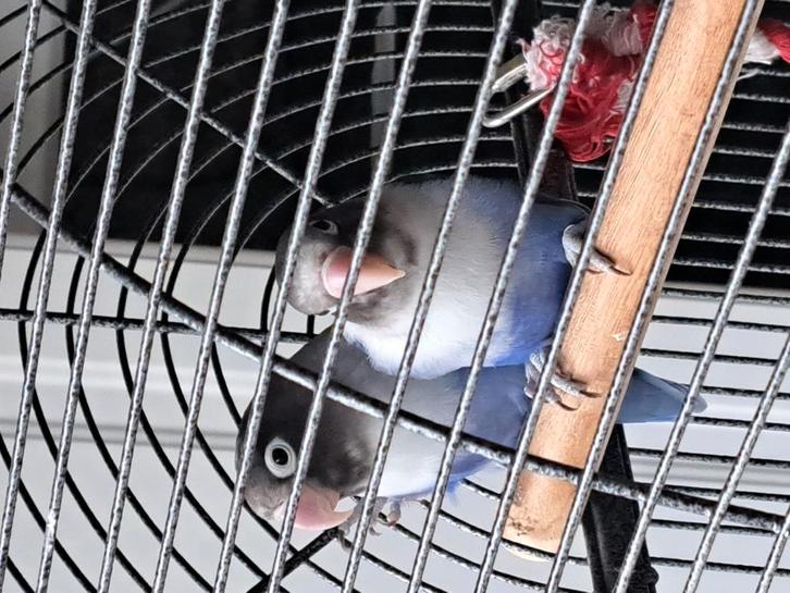 Dwergpapegaaitjes met kooi tekoop, Dieren en Toebehoren, Vogels | Parkieten en Papegaaien, Parkiet, Meerdere dieren