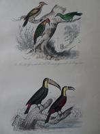 Litho kleur vogels Spechten en Toekans. Thiebault 1841, Verzenden