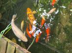 Vijver met koikarpers en goudvissen, Dieren en Toebehoren, Vissen | Vijvervissen, Karper of Koi