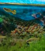 Guppy tiger/snakeskin, Vis, Zoetwatervis