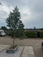 Eucalyptus boom >4 meter hoog, Tuin en Terras, Planten | Bomen, Ophalen of Verzenden, Volle zon, Overige soorten, 400 cm of meer