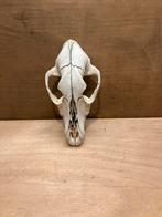 Schedel van een hond, Ophalen of Verzenden, Zo goed als nieuw, Hond of Kat, Schedel