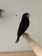 Hades nonnen/ lonchura stygia, Dieren en Toebehoren, Vogels | Overige Vogels, Vrouwelijk, Geringd