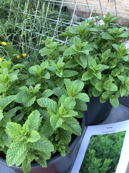 Marokkaanse munt, Tuin en Terras, Planten | Tuinplanten, Vaste plant, Kruiden, Volle zon, Zomer, Ophalen