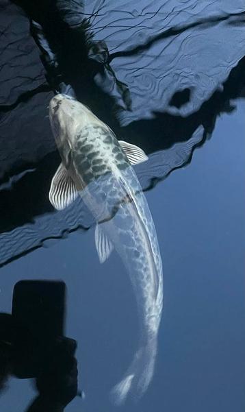 2 mooie Japanse koi van 40 cm beschikbaar voor biedingen