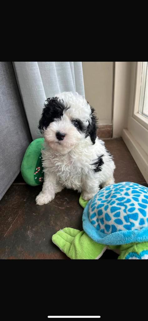 Vrolijke, speelse Maltipoo pups 🐶, Dieren en Toebehoren, Honden | Chihuahua's en Gezelschapshonden, Meerdere dieren, Overige rassen