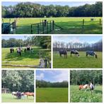 Weidegang aangeboden, Dieren en Toebehoren, Weidegang